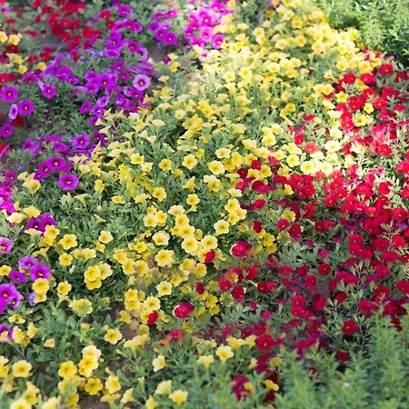 Hotel L'oasi Di Riaci (adults Only) Santa Domenica (Vibo Valentia)